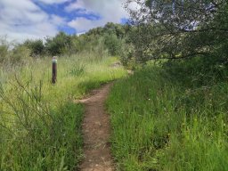 Flora del Cerro Masatrigo